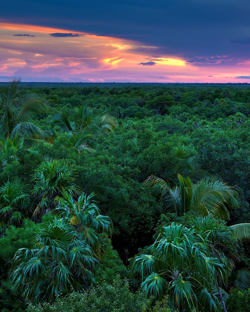 Vibrant sunset over a lush green forest with palm trees, creating a serene and picturesque landscape.