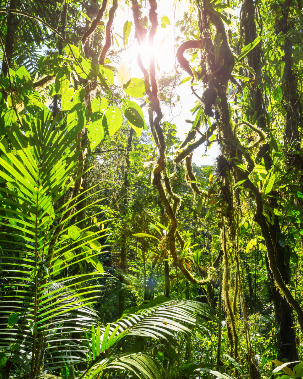Medicine In The Wild: Lessons From The&nbsp;Jungle