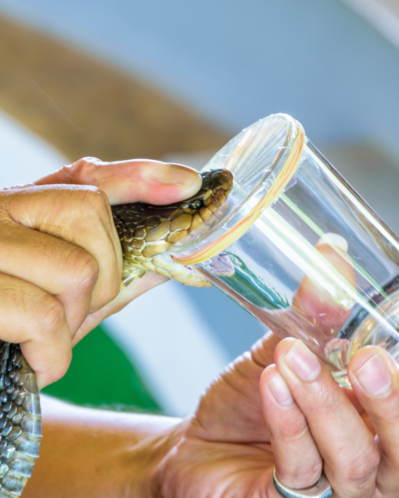 A person holding a snake while using a glass container to secure its head, showcasing interaction with the animal.