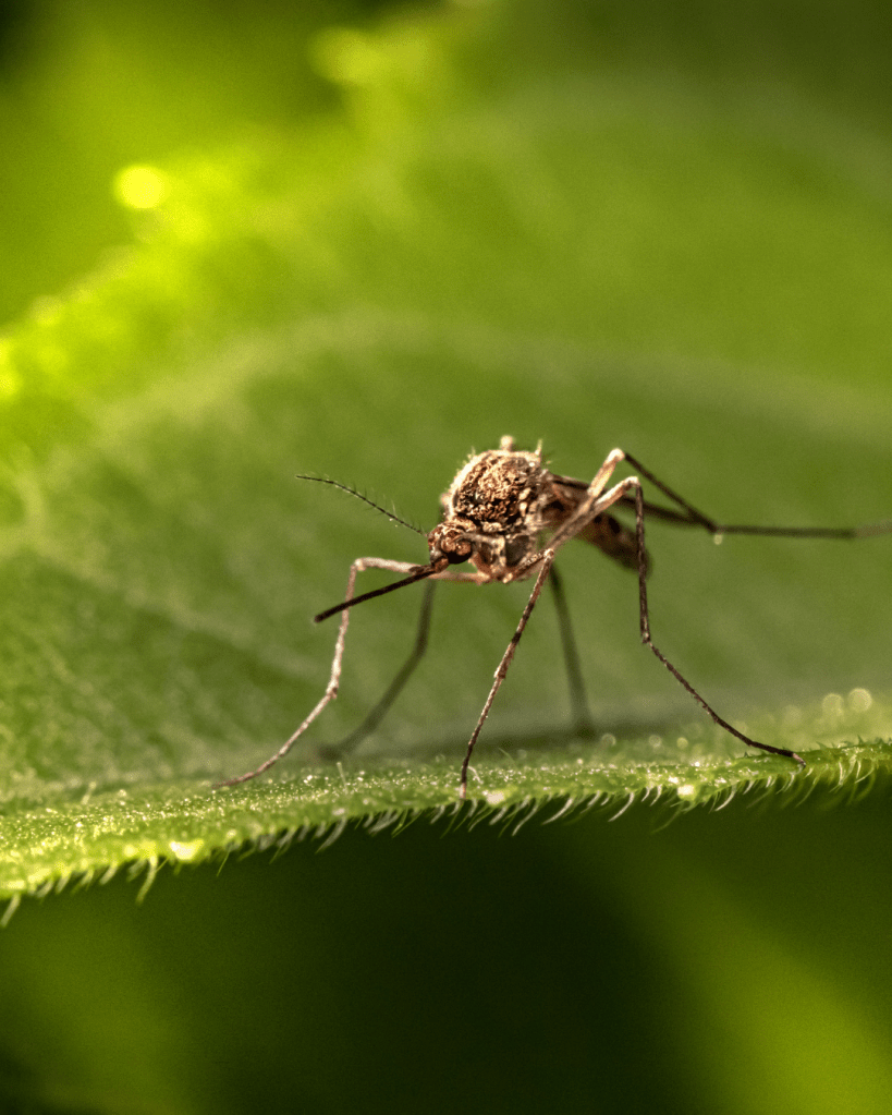 A close-up of a mosquito sitting on a green leaf with sunlight filtering through.