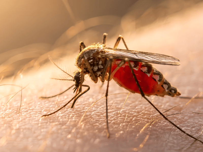 Why Mosquitoes Love Some People More Than&nbsp;Others