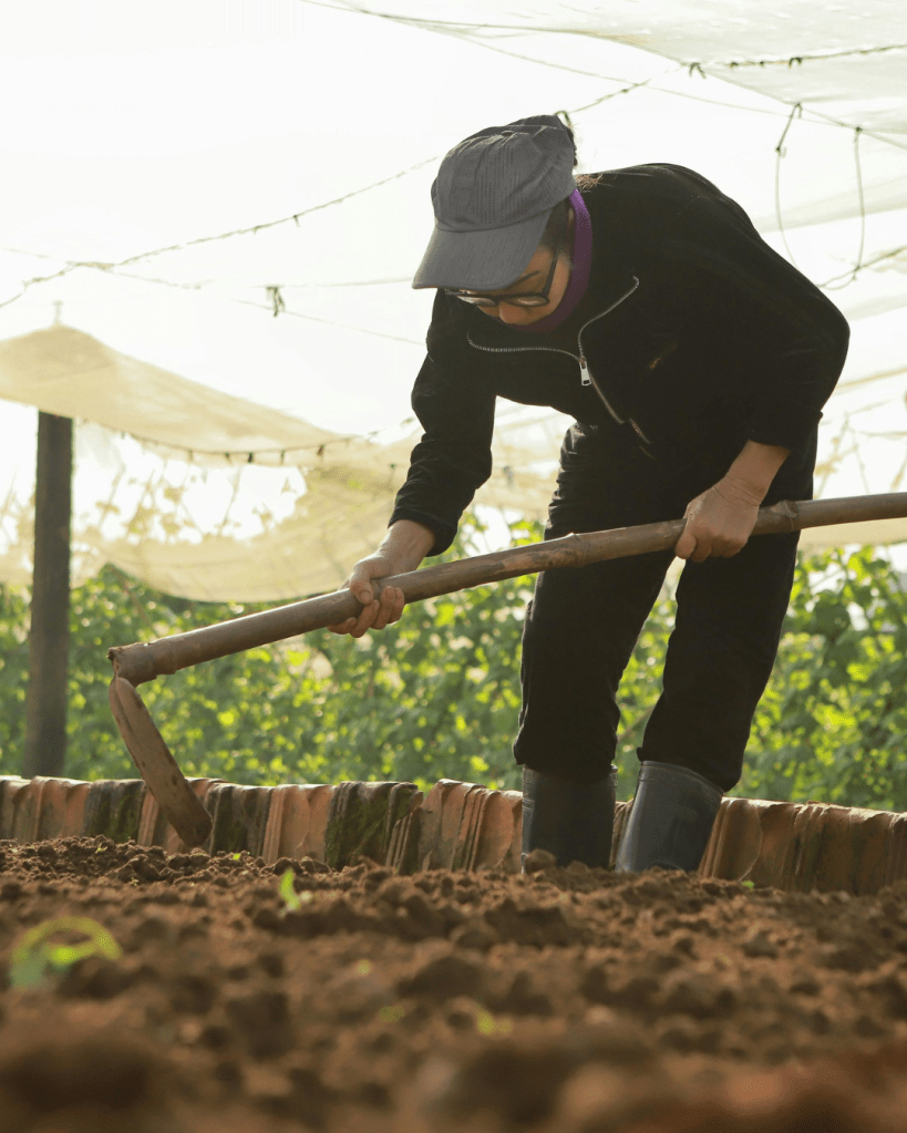 A person in a black outfit and cap is using a hoe to cultivate soil in a farm garden under a netted structure.