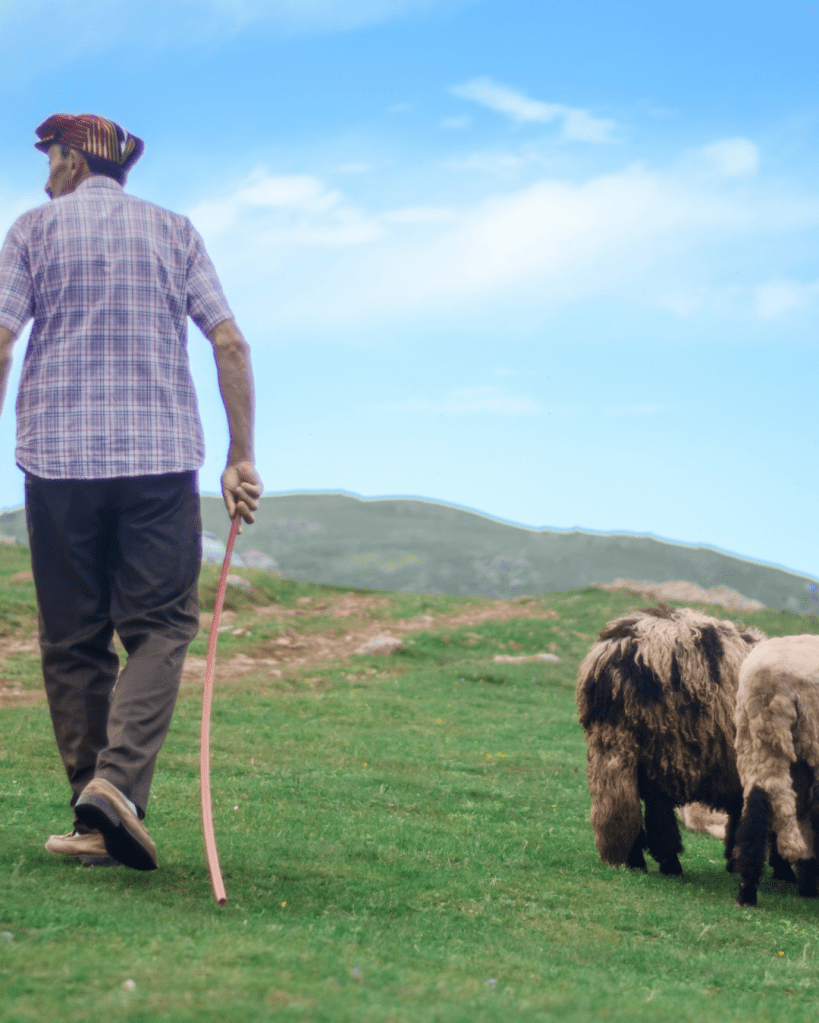 An elderly man with a cane walks away from the camera, accompanied by two sheep, in a grassy landscape under a blue sky.